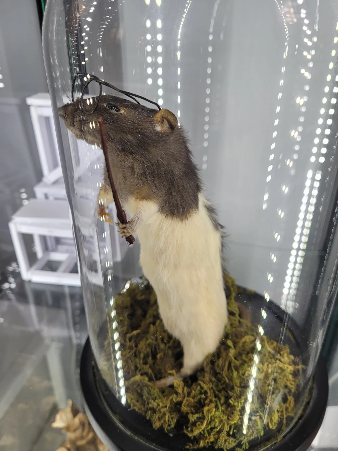 Taxidermy Hairy Potter Rat - photo 5
