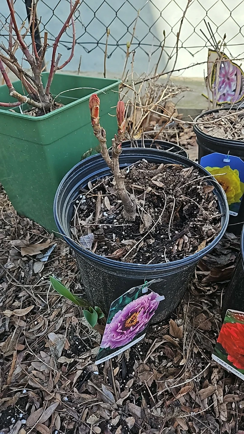 Tree Peony Plant