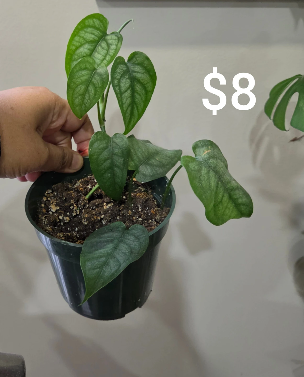 Indoor plants - photo 2