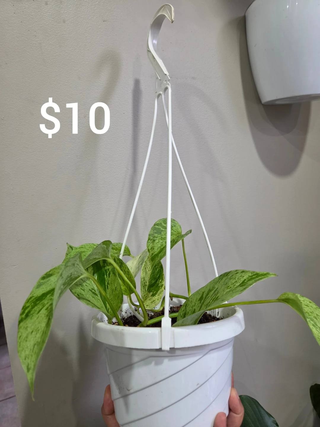 Indoor plants - photo 3