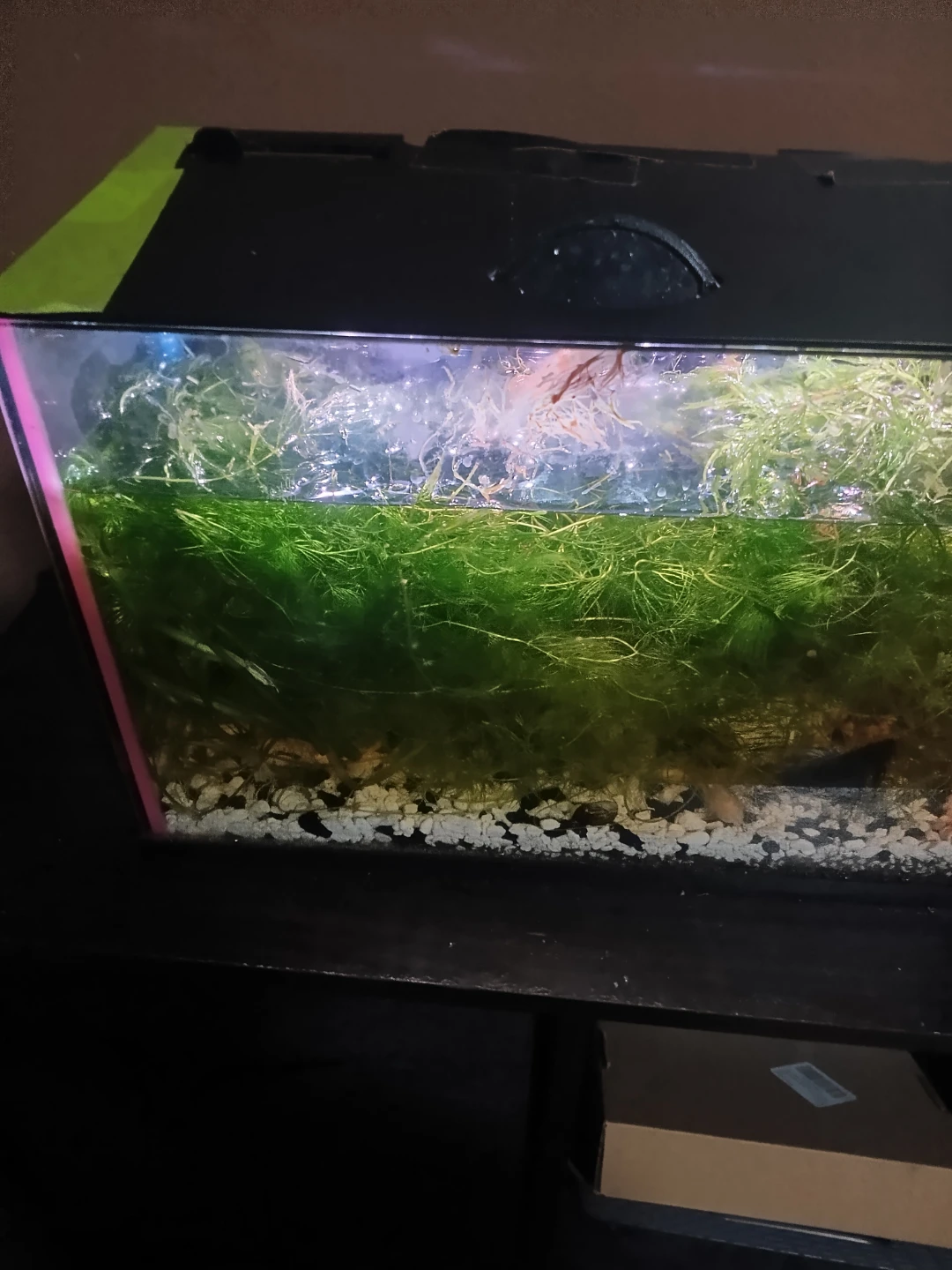 Betta Fish Tank Setup - photo 2