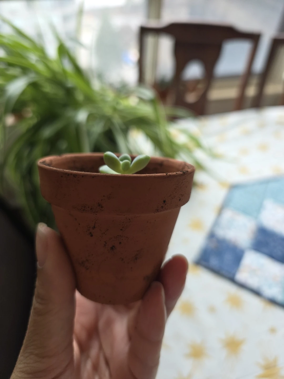Small Succulent Plant in Terracotta Pot 🌱 - photo 2