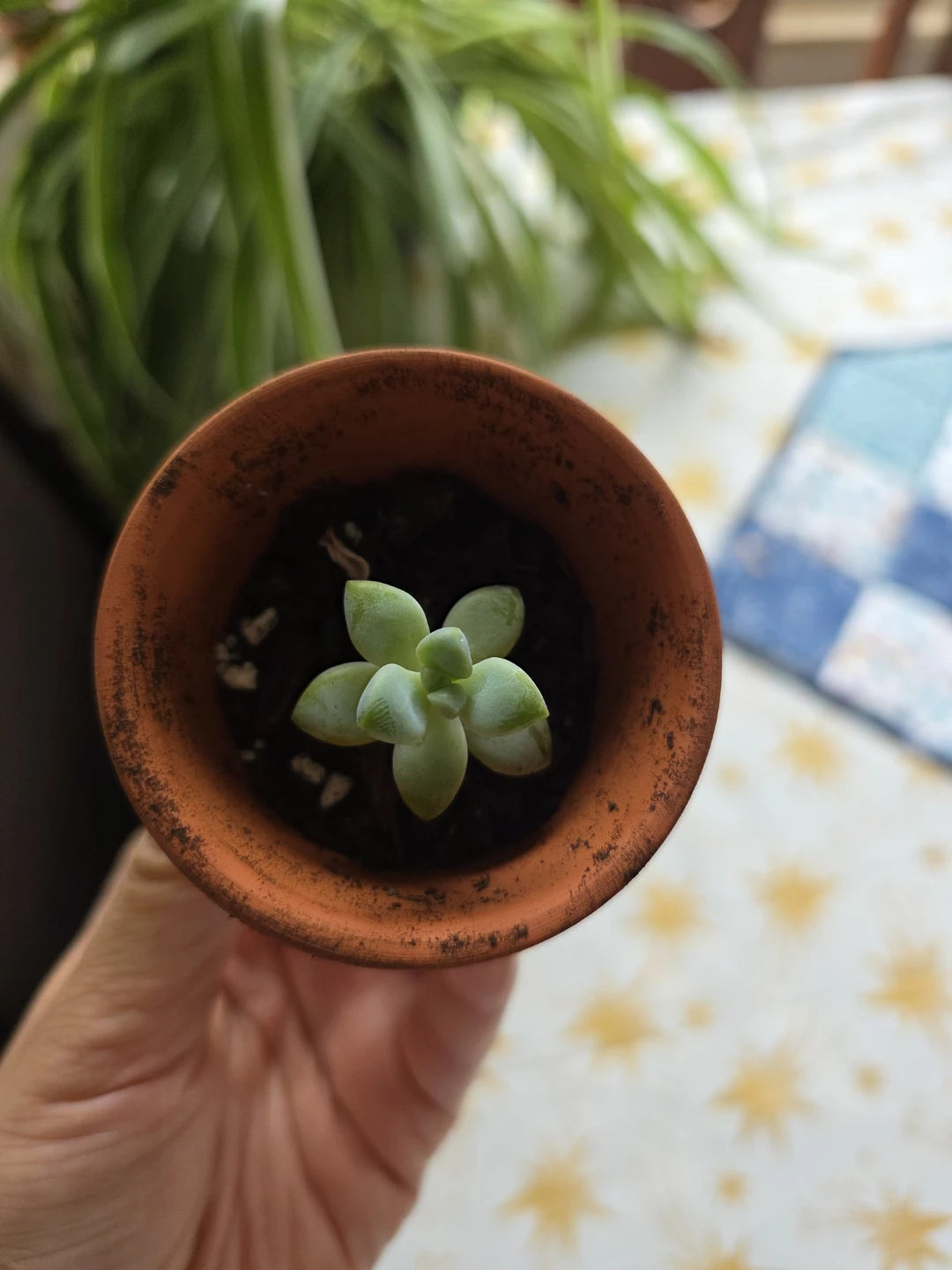 Small Succulent Plant in Terracotta Pot 🌱 - photo 3