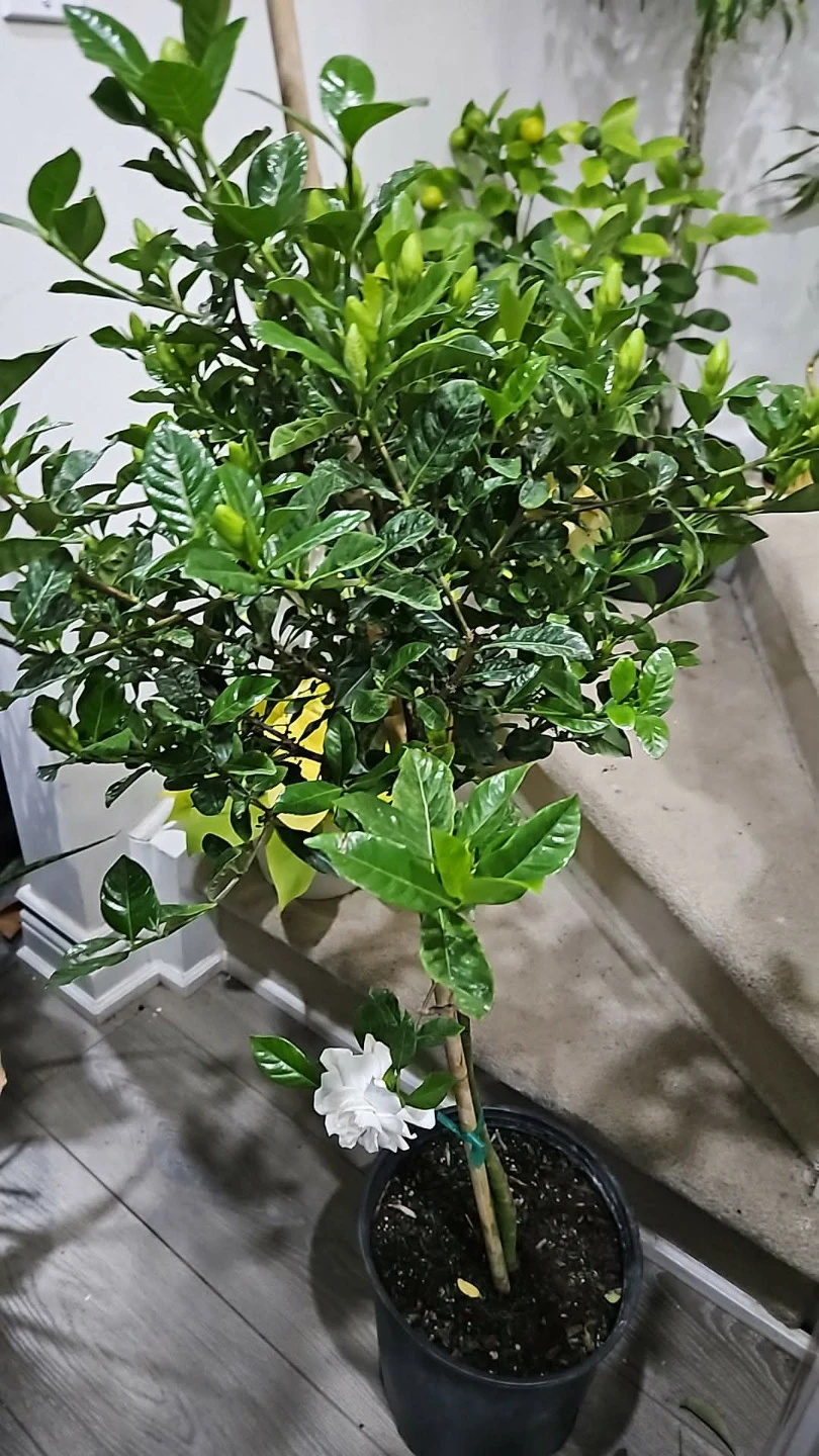 Gardenia Plant standard - photo 2
