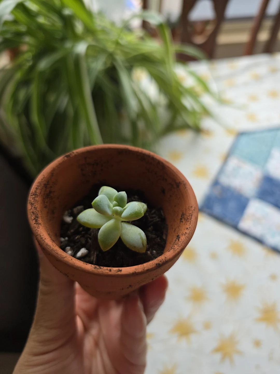 Small Succulent Plant in Terracotta Pot 🌱
