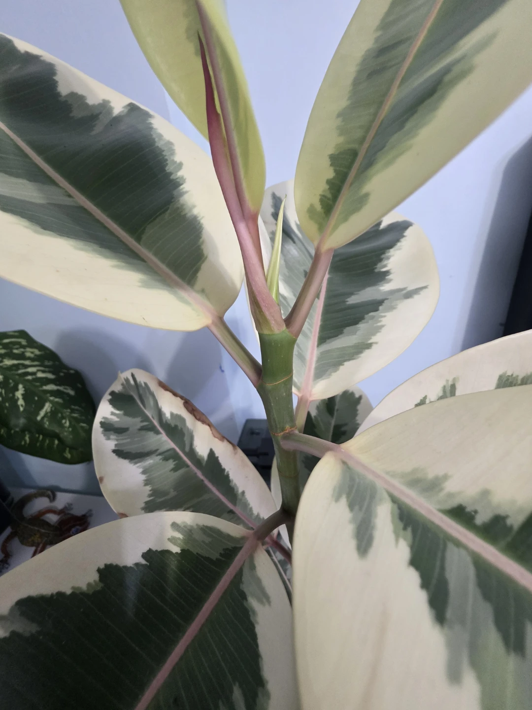 Variegated Rubber Plant (Ficus elastica)