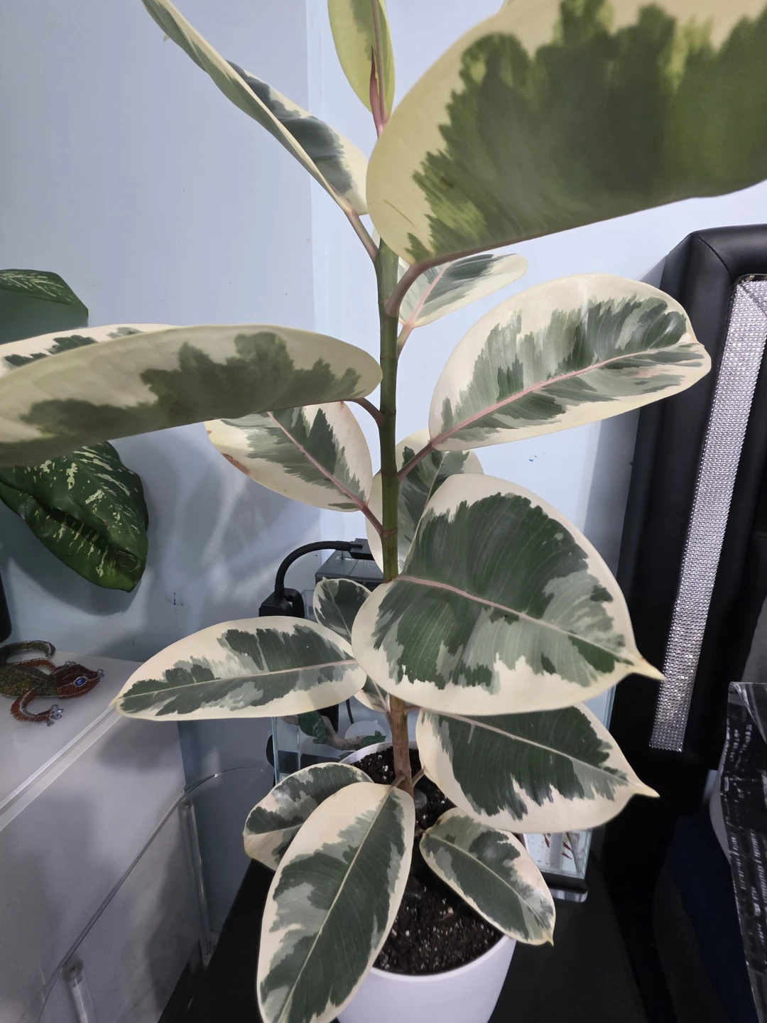 Variegated Rubber Plant (Ficus elastica) - photo 2