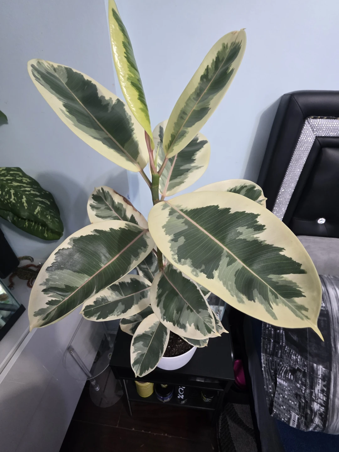 Variegated Rubber Plant (Ficus elastica) - photo 3