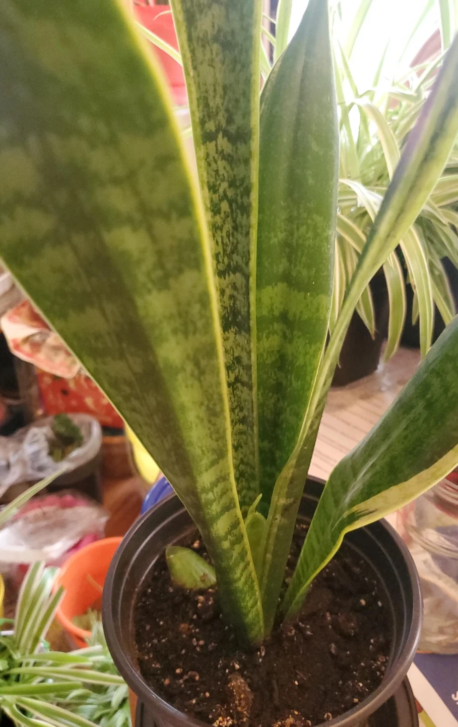Snake Plant