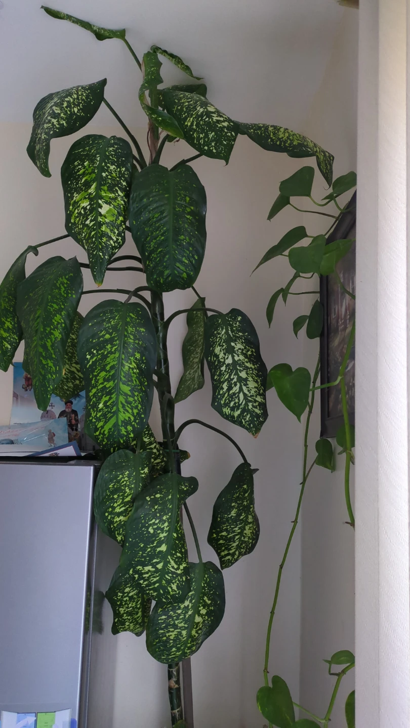 Dieffenbachia Plant - Large Tropical Houseplant