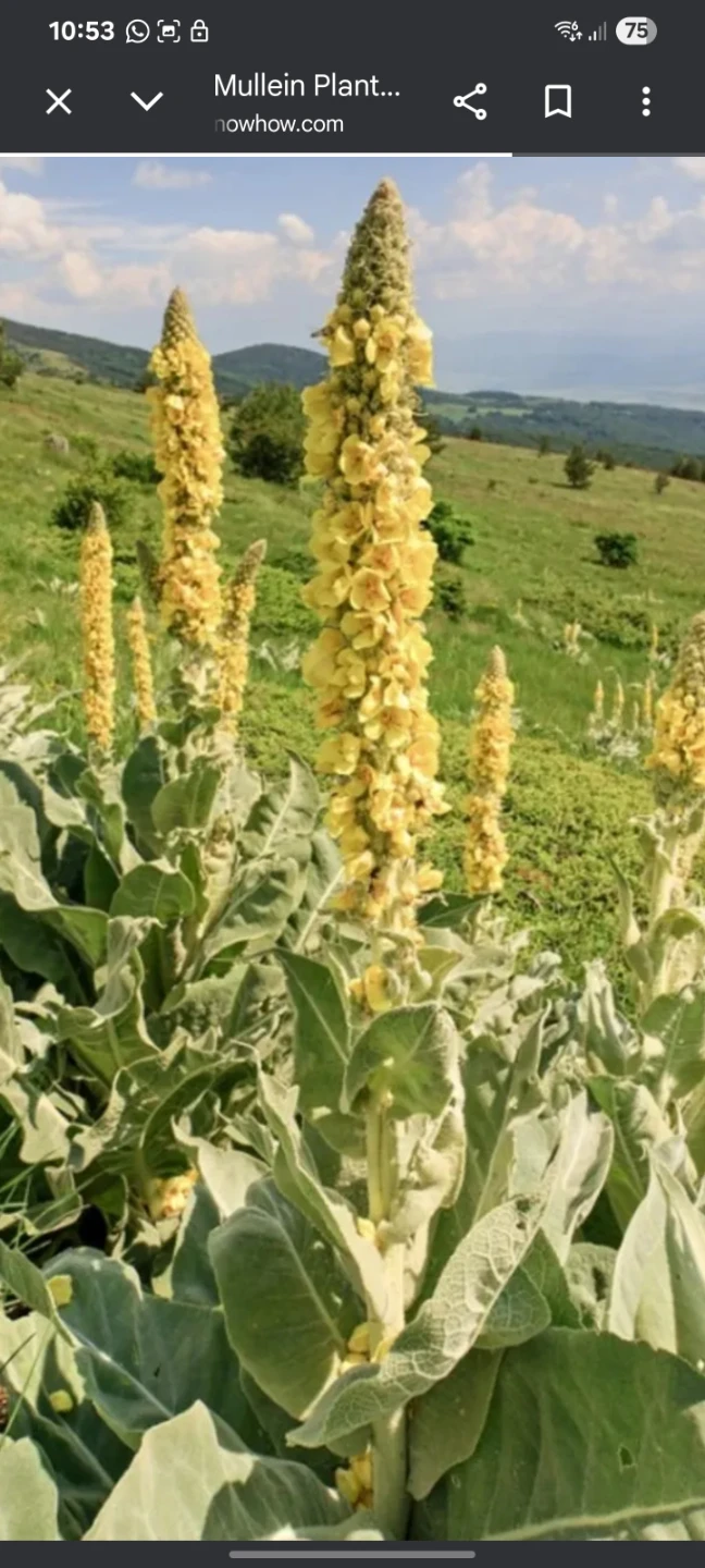 Mullein Plant