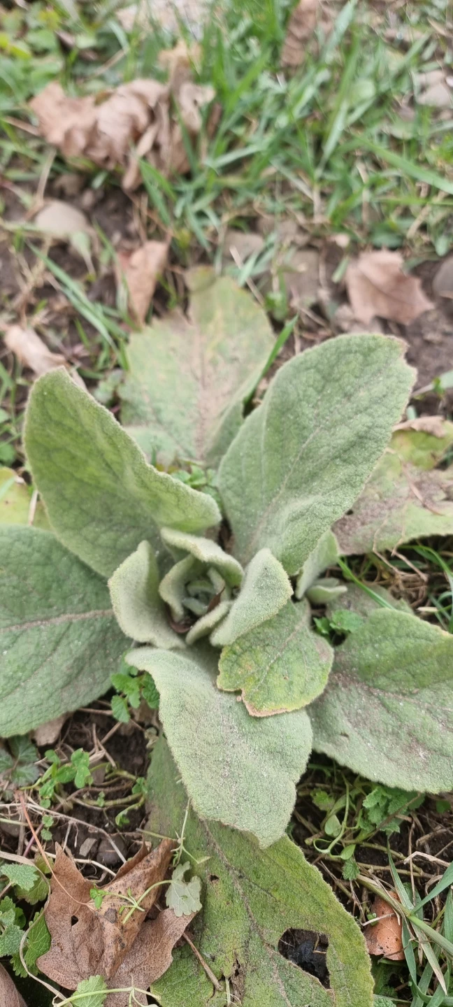 Mullein Plant - photo 2
