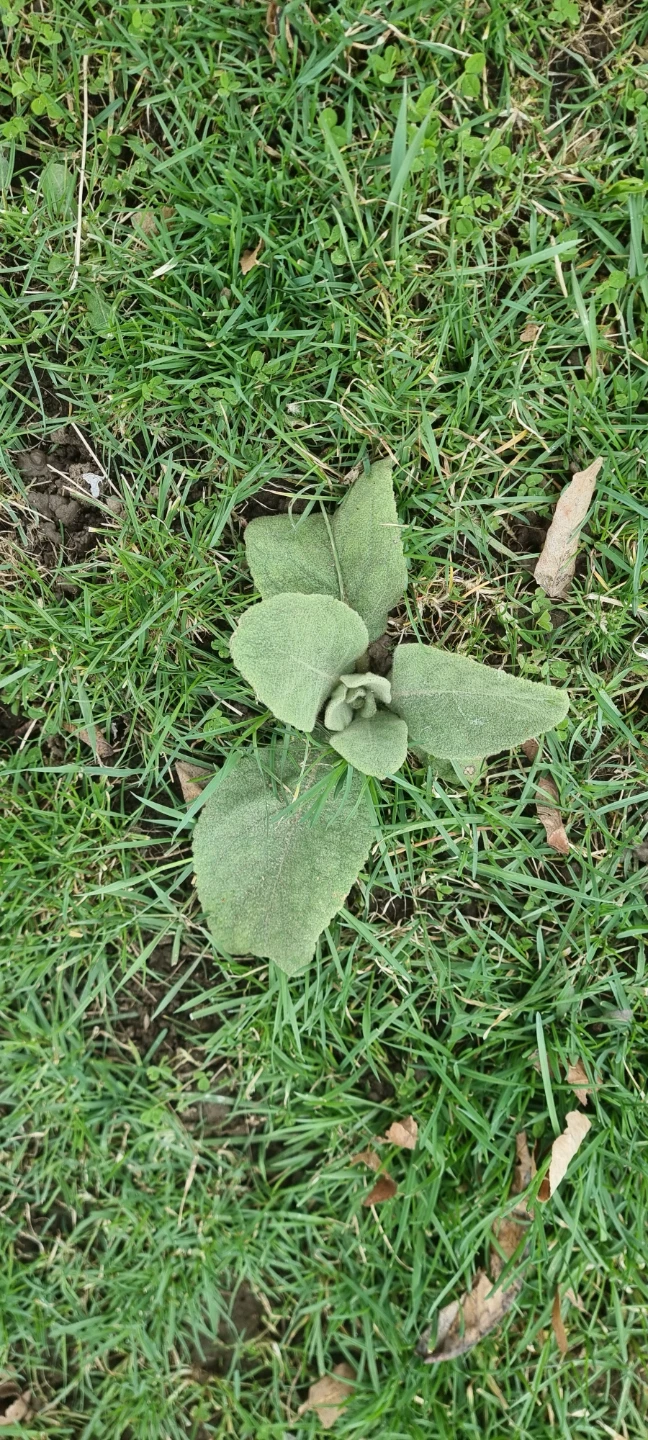 Mullein Plant - photo 3