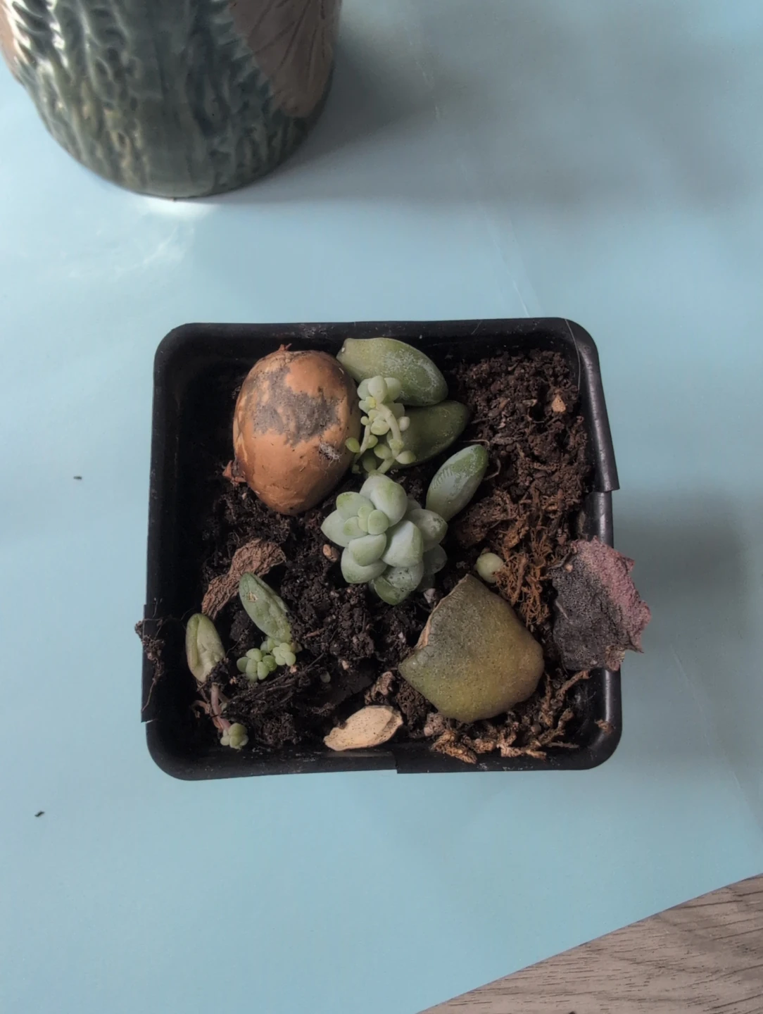 Small donkey tail plant