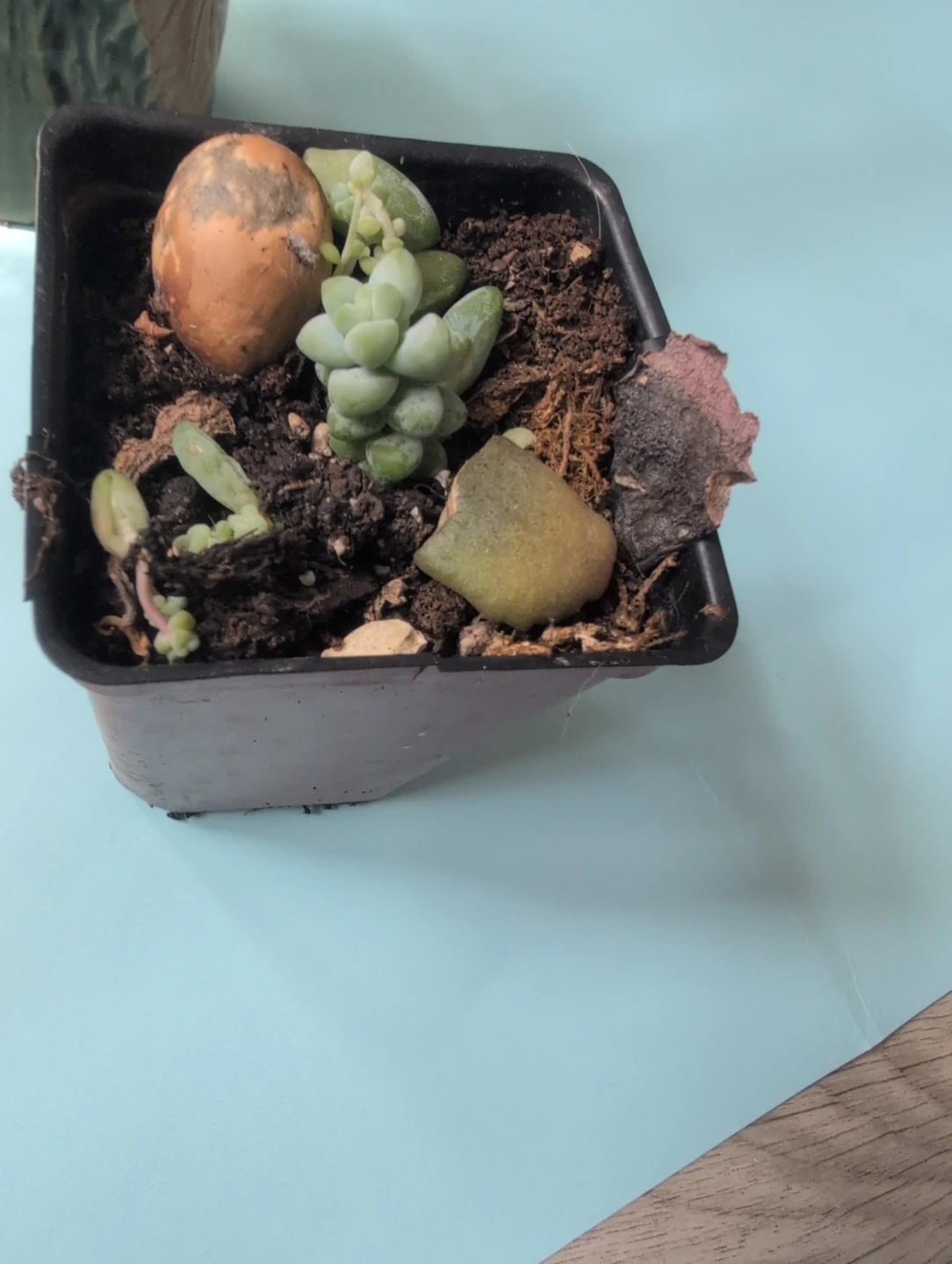 Small donkey tail plant - photo 2