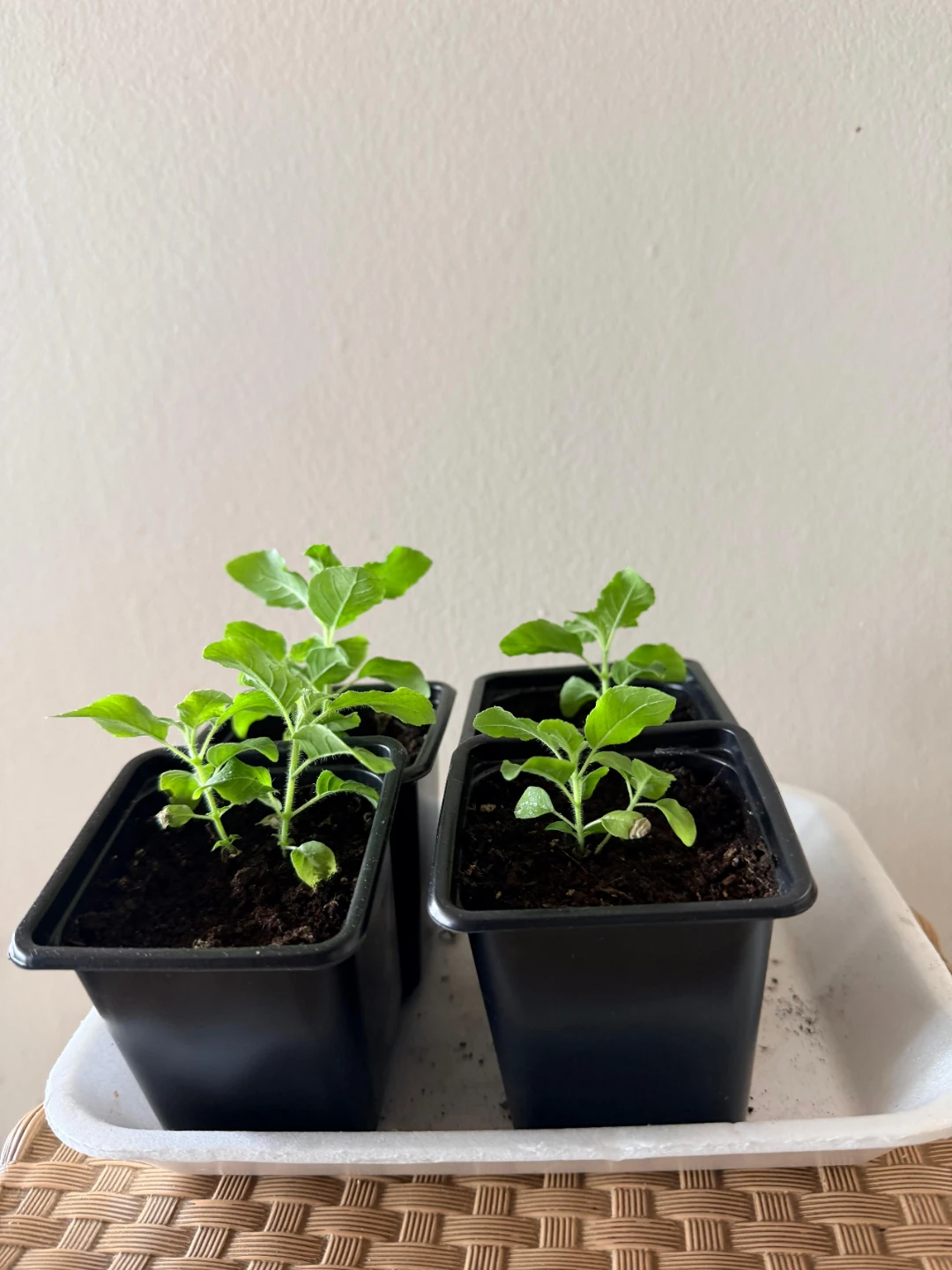 🌱Holy Basil (Tulsi) Saplings - photo 2