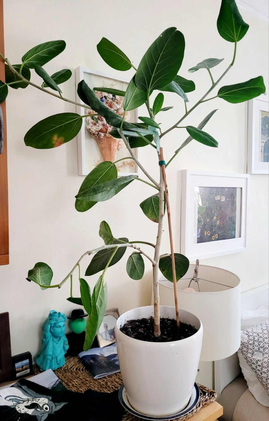 Ficus Audrey Plant in White Pot