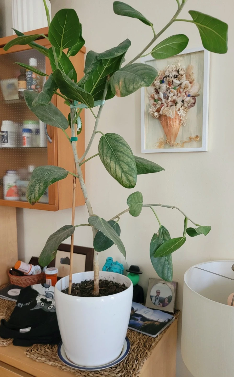 Ficus Audrey Plant in White Pot - photo 2
