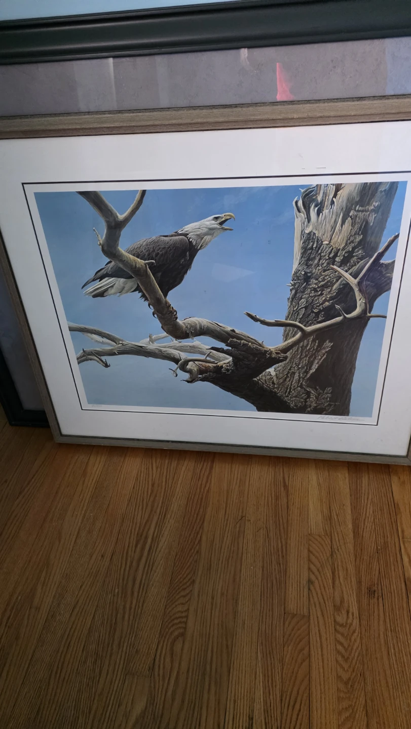 Framed Bald Eagle Art Print