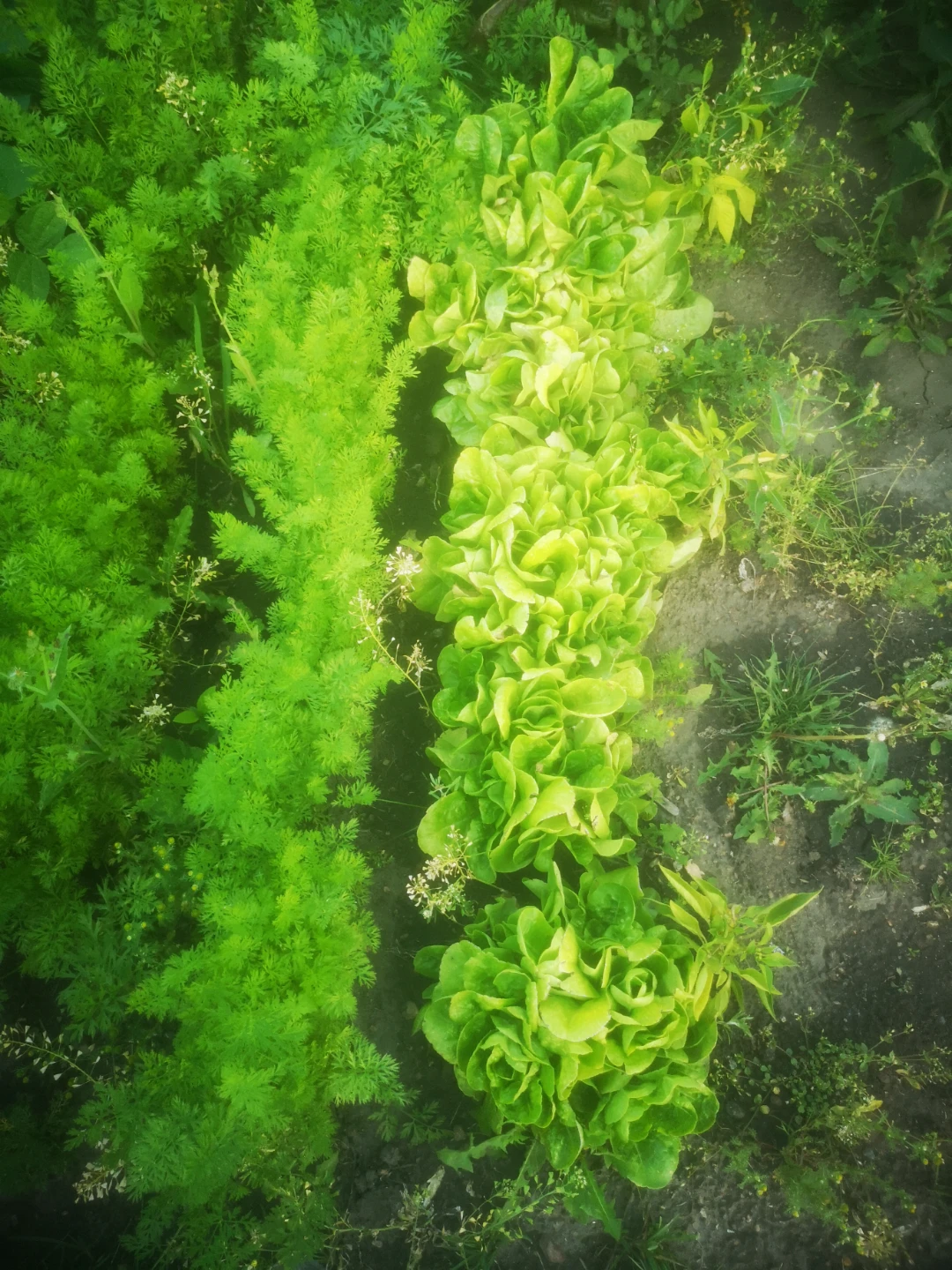 Yard clean up and gardening for hire