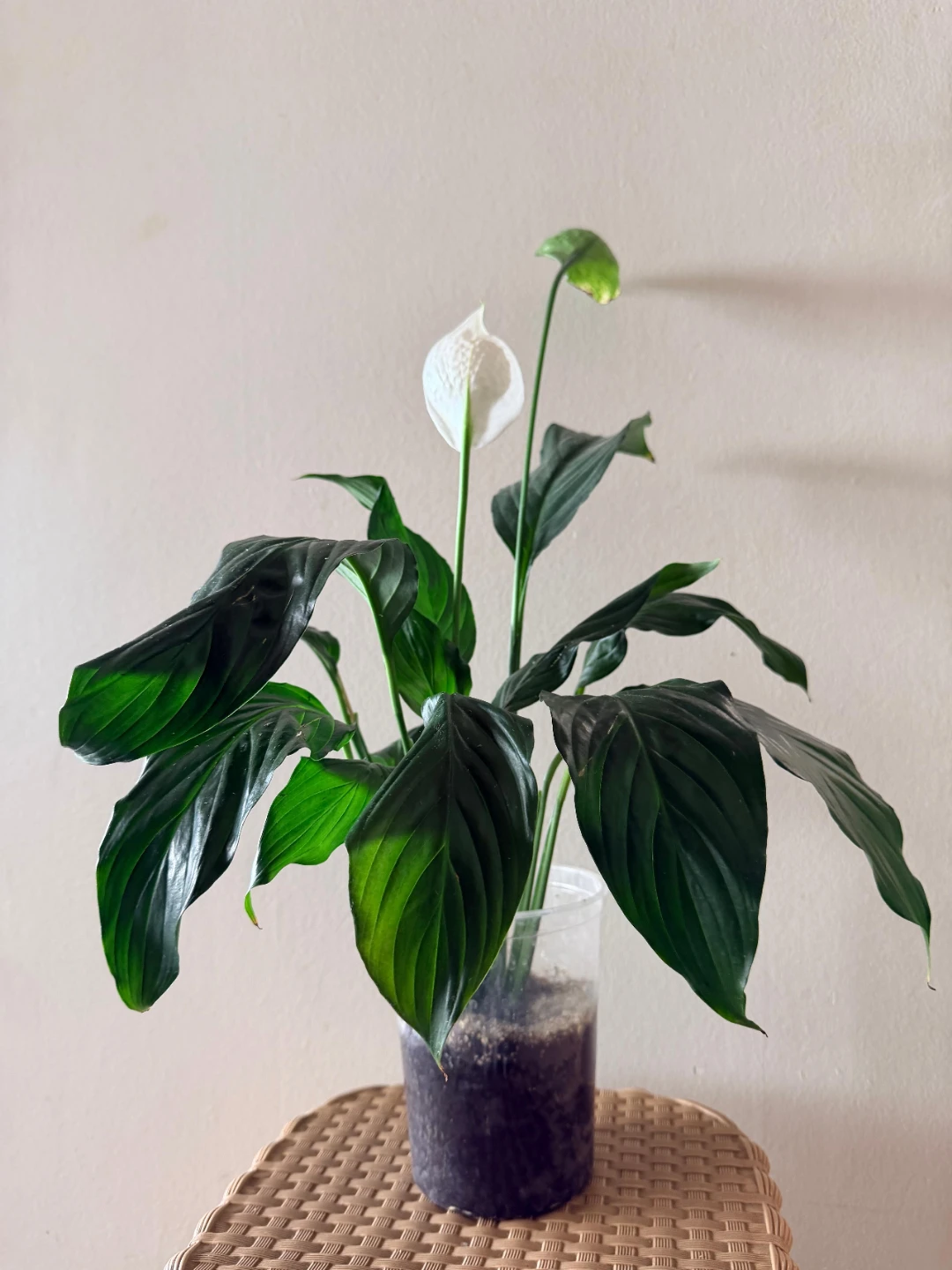 Beautiful & Healthy Peace Lily – Easy Care - photo 4
