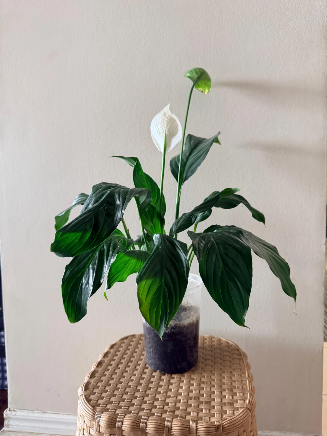 Beautiful & Healthy Peace Lily – Easy Care - photo 5