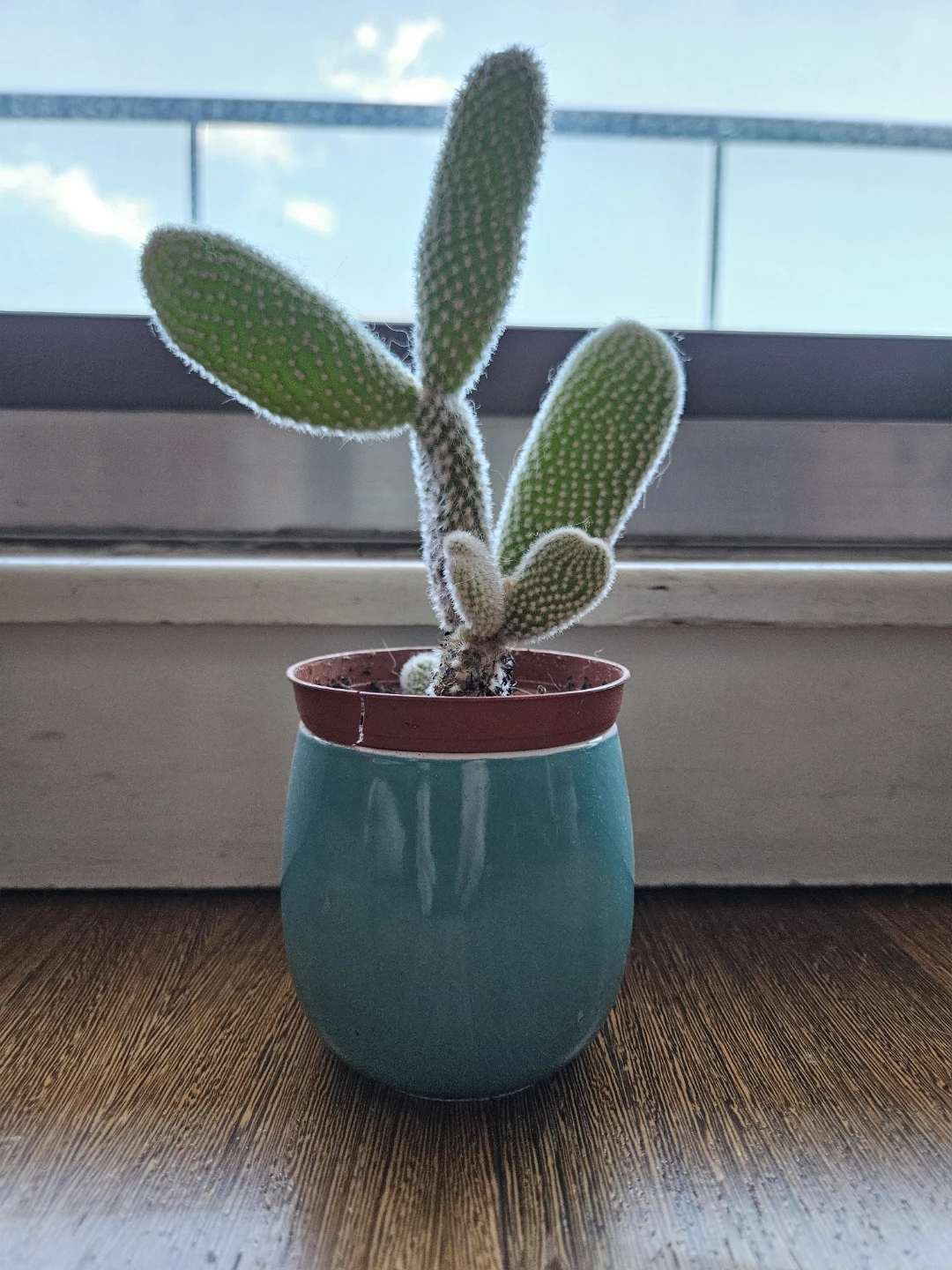 Bunny Ear Cactus