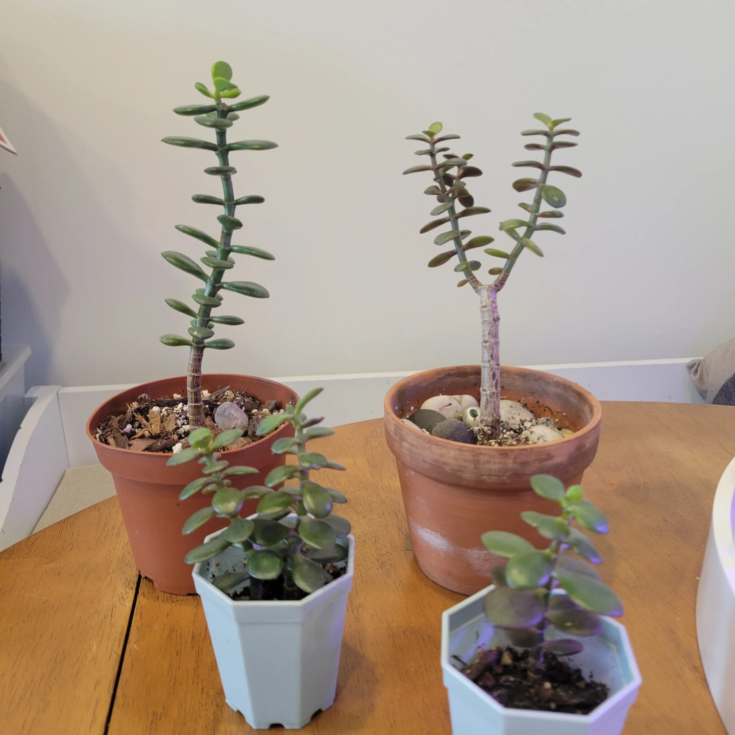 FREE Jade plants