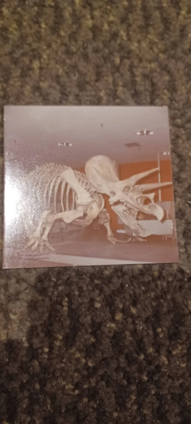 Vintage 1980s Dinosaur Photographs - photo 4