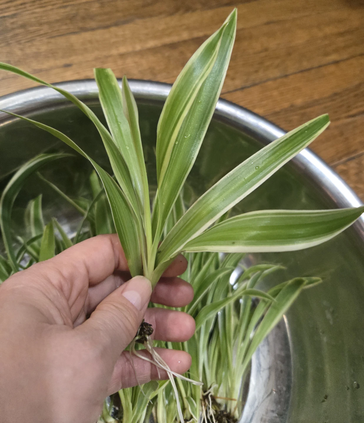 Spider Plant Babies