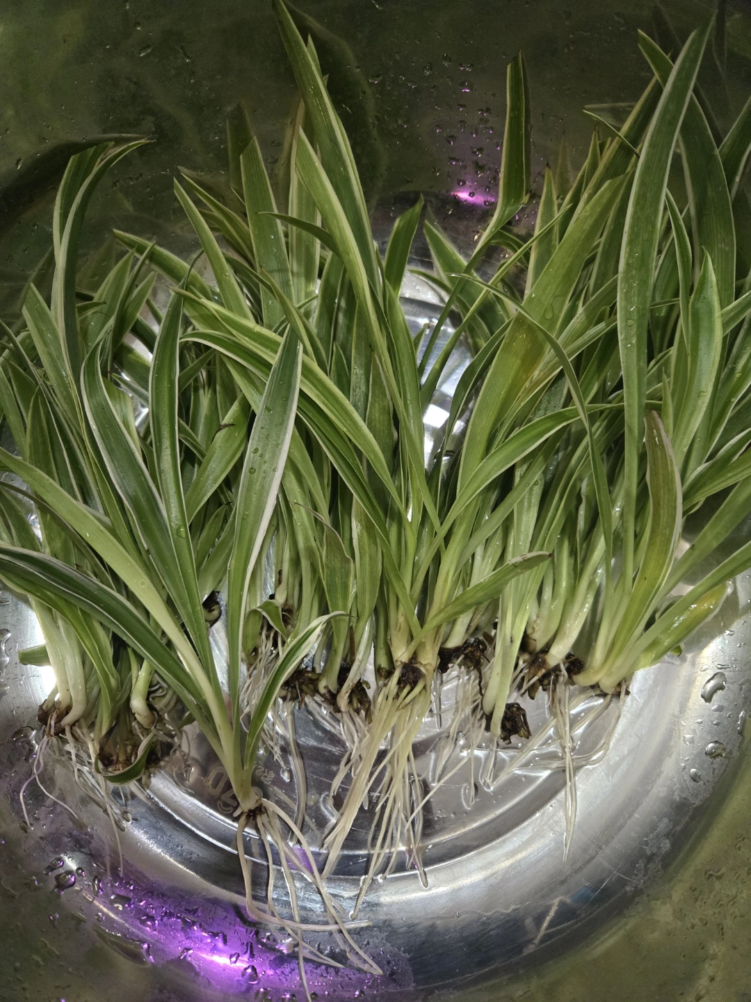 Spider Plant Babies - photo 2