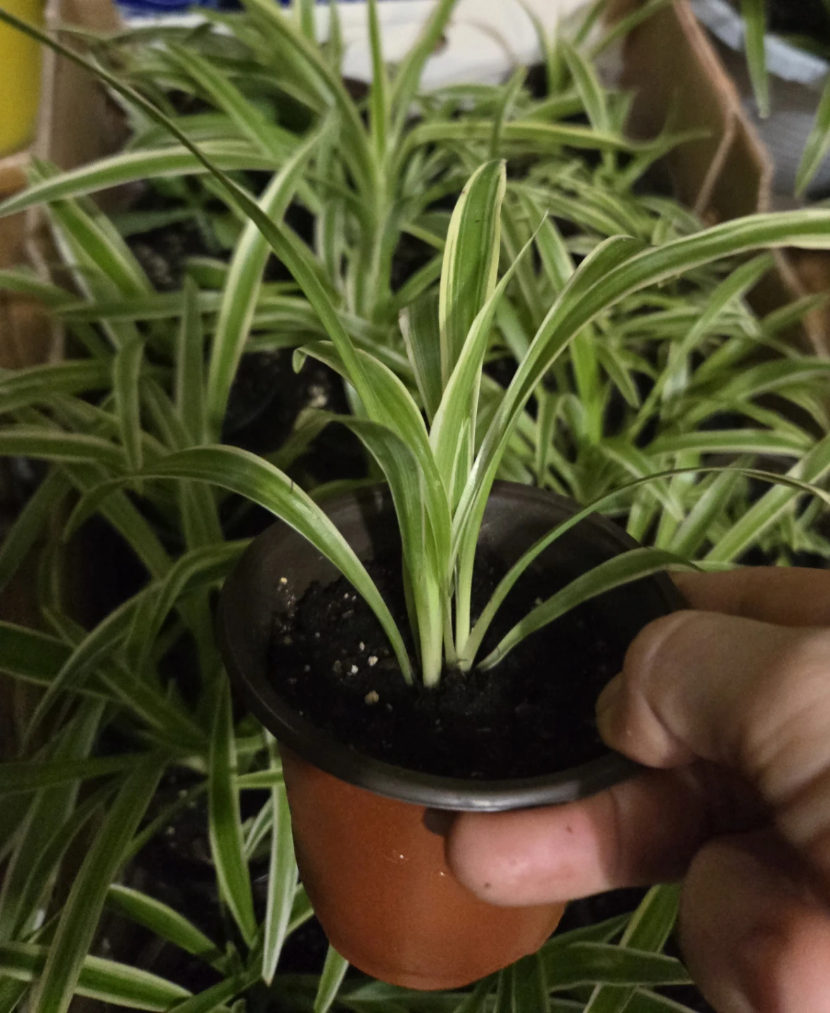 Spider Plant Babies - photo 3