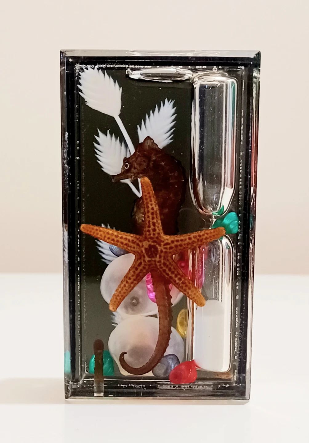 Seashell Display Hourglass