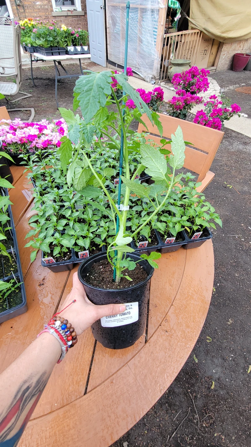 Various Garden Plants: Corn, Tomato, Petunia, Pepper, Portulaca - photo 3