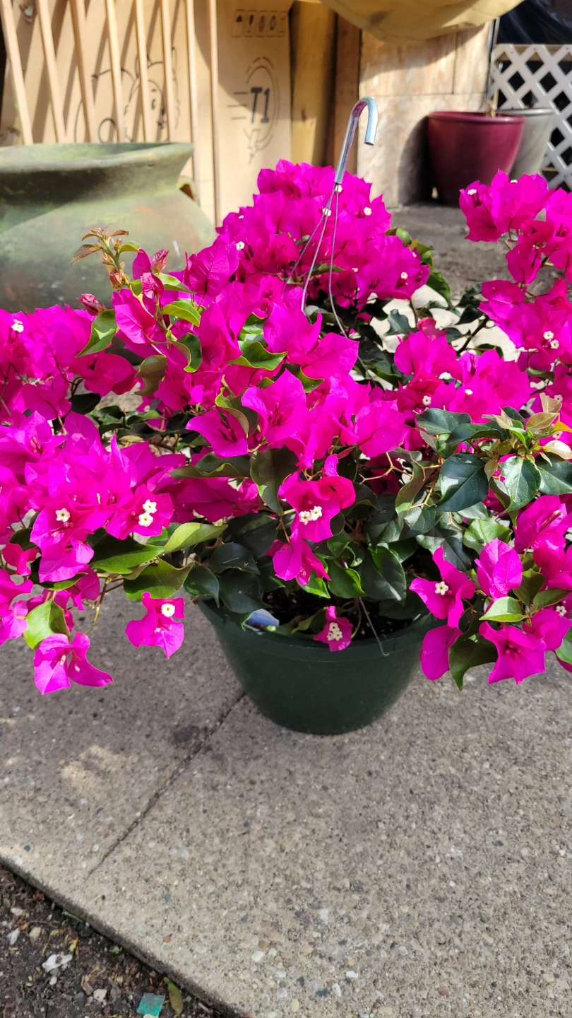 Various Garden Plants: Corn, Tomato, Petunia, Pepper, Portulaca