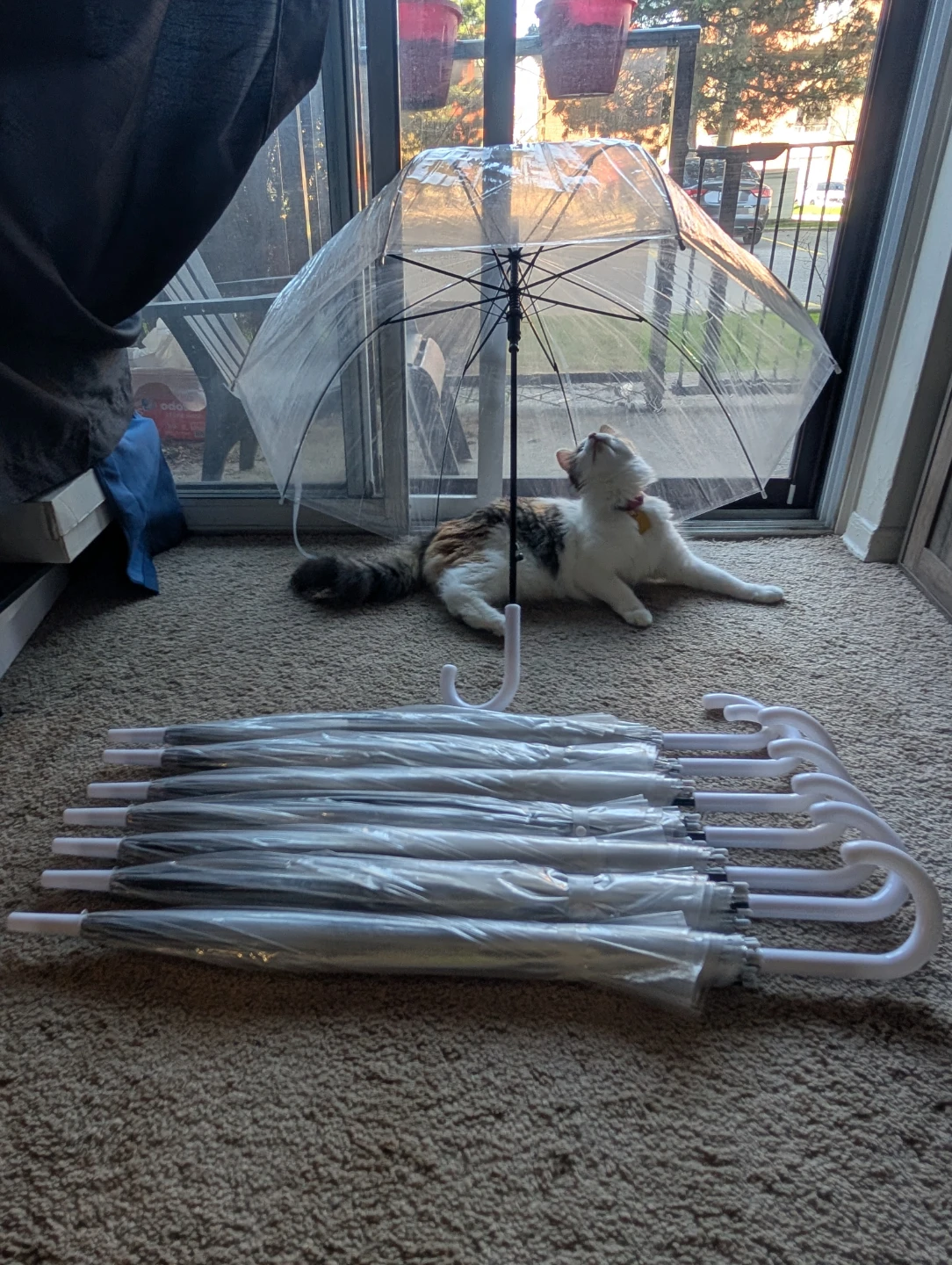 Clear Bubble Dome Umbrellas (Set of 8) 🌱