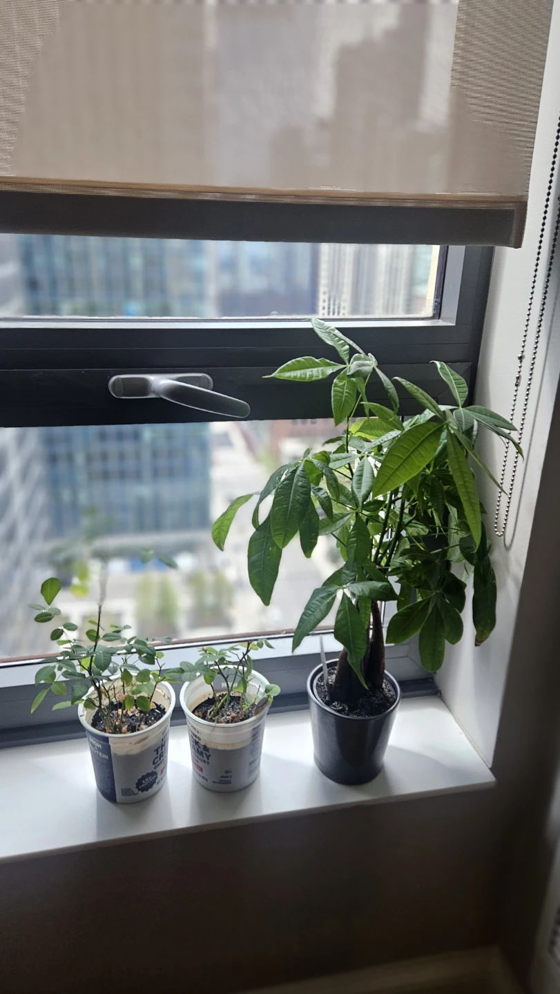 Money Tree Plant
