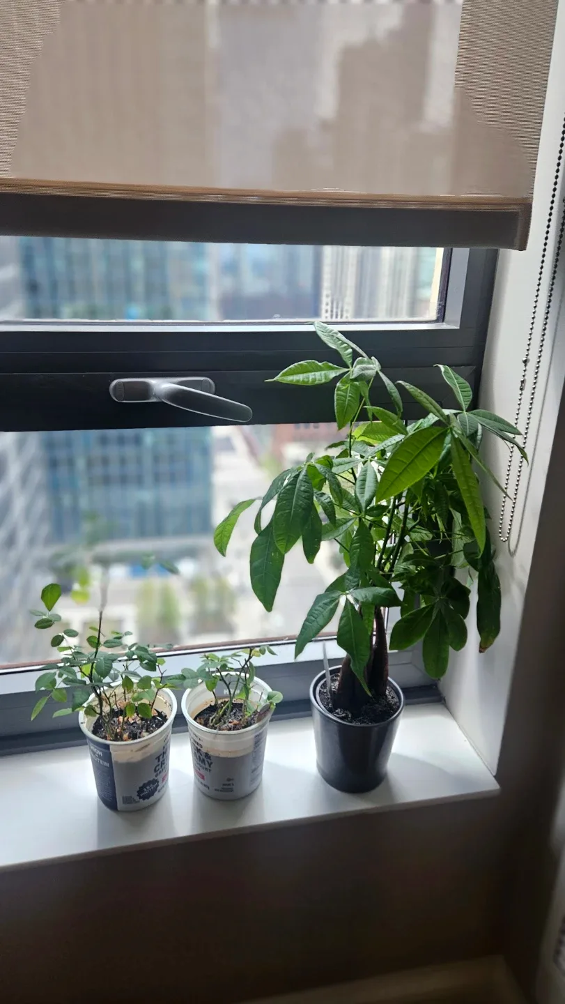 Money Tree Plant