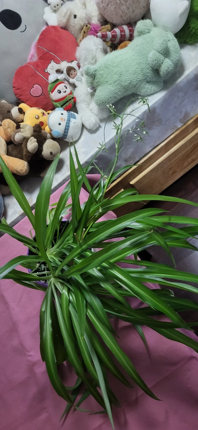 Spider plant - photo 3