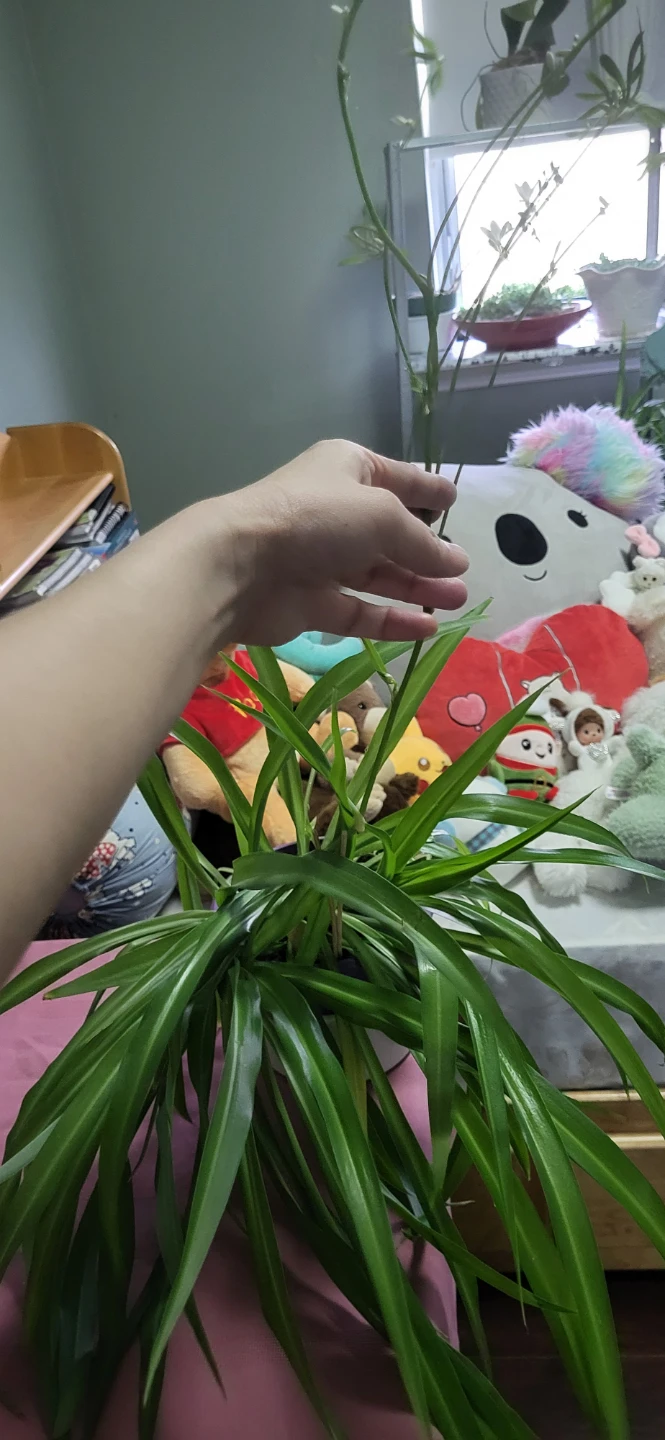 Spider plant - photo 4