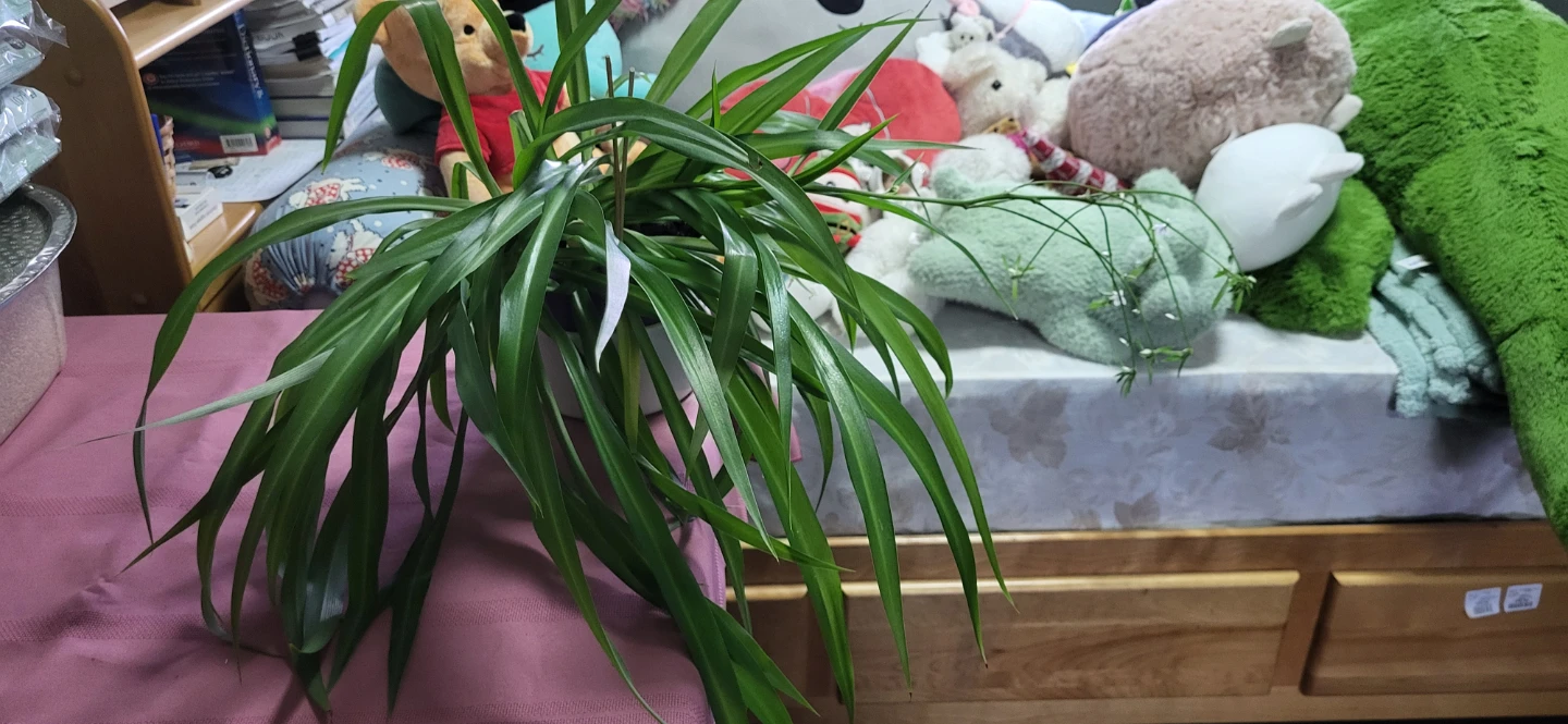 Spider plant - photo 5