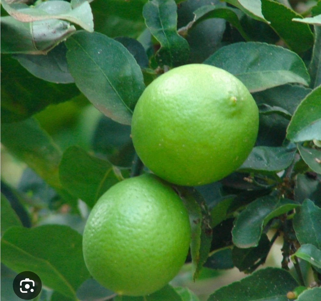 Lime Tree Plant
