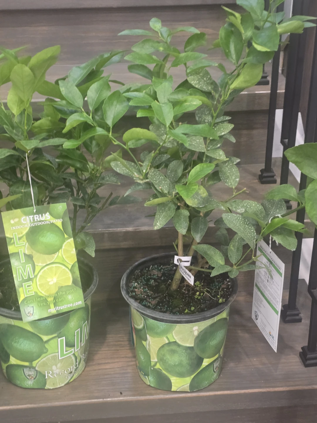 Lime Tree Plant - photo 2