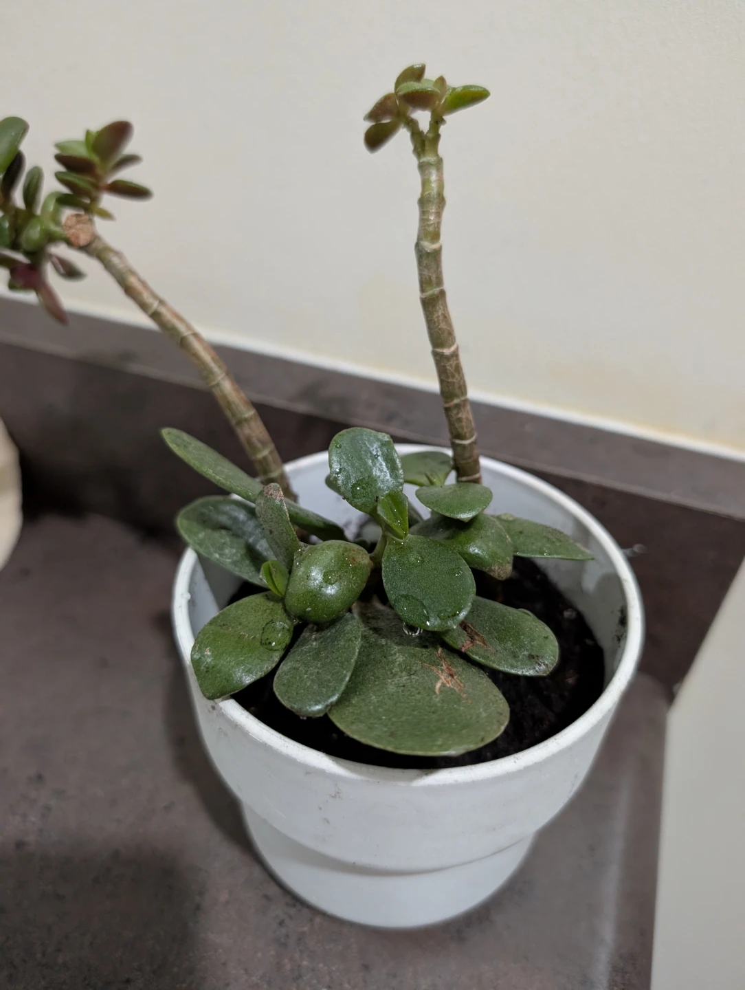 Jade tree (money tree)