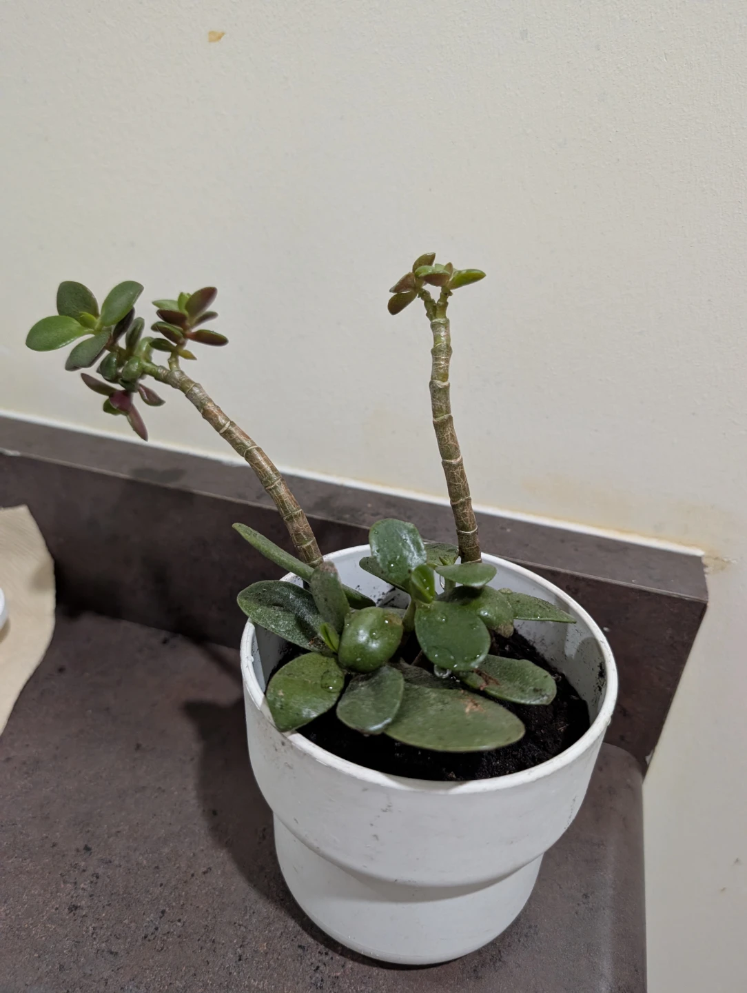 Jade tree (money tree) - photo 3