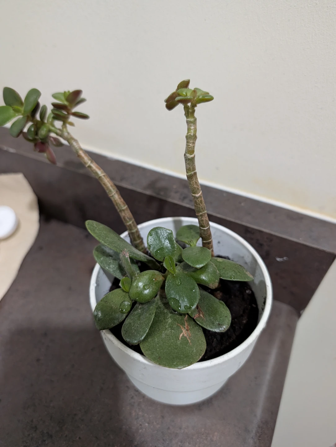Jade tree (money tree) - photo 4