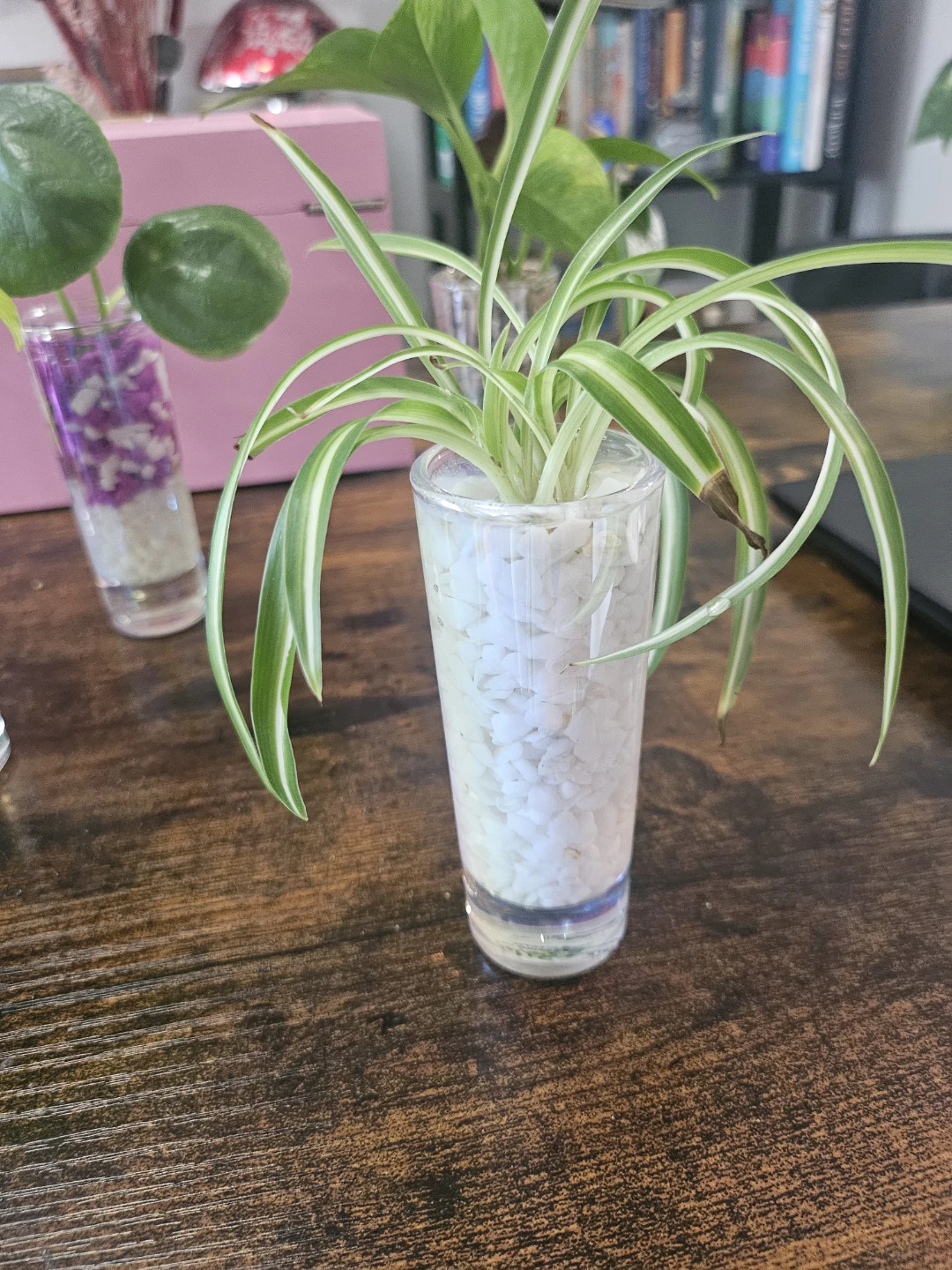 Hydroponic plants - photo 4