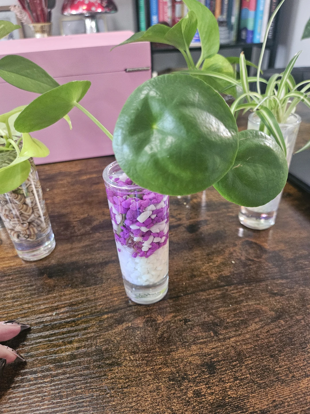 Hydroponic plants - photo 5