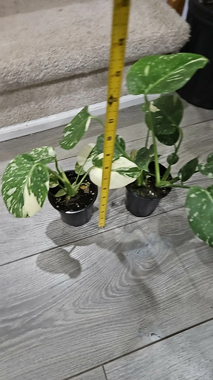 Monstera thai Variegated Plant