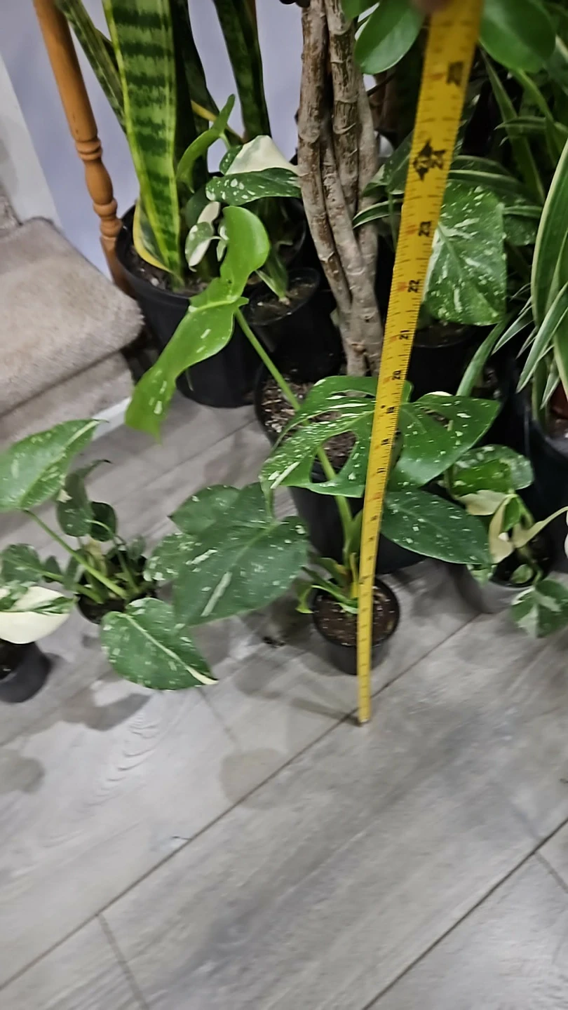 Monstera thai Variegated Plant - photo 2